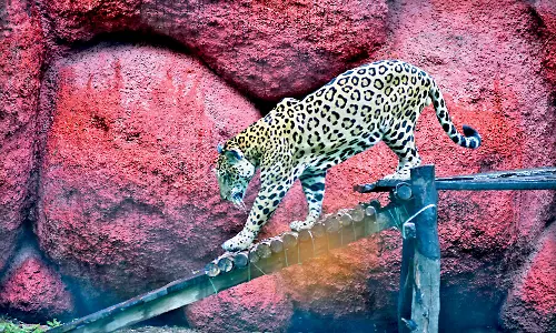 Nehru Zoo to Open at 11 a.m Tomorrow