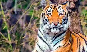 MP: Tiger Population Doubled To 35 In Chhattisgarh In 3 Years, Sai Credits Conservation Measueres
