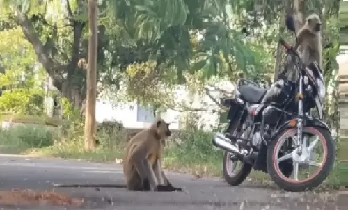 Monkeys Block Traffic After Companion Killed By SUV In Odisha