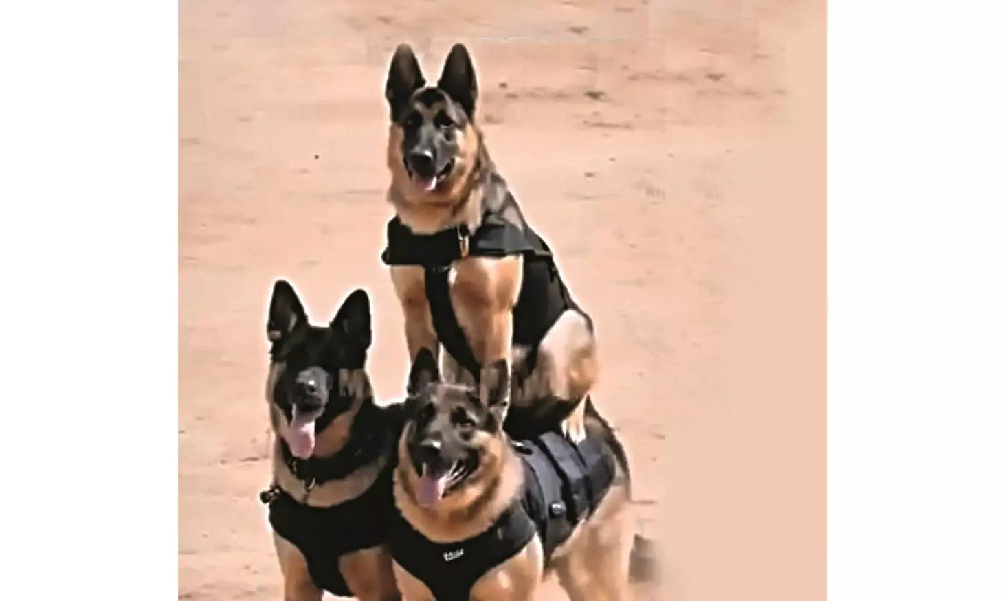 India’s Paw-Some Bravehearts