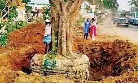 Amaravati’s Tree Translocation Model Wins Global Praise