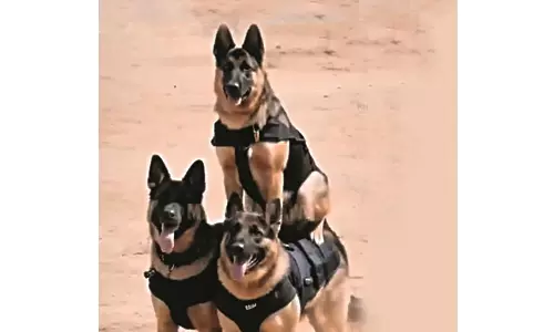 India’s Paw-Some Bravehearts