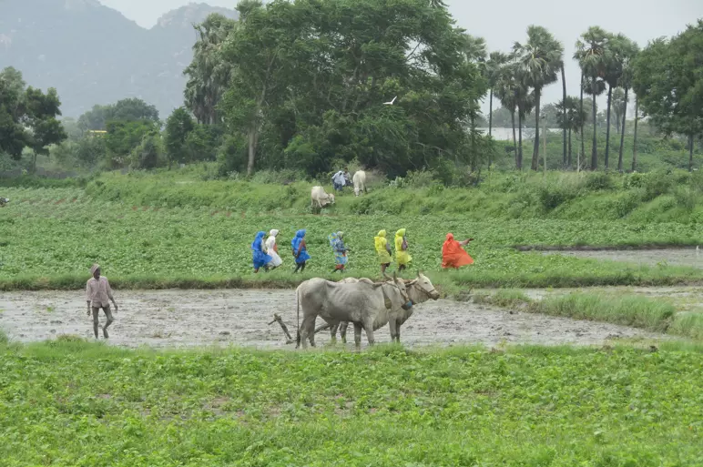 Farmers To Turn Villages Into Seed Hubs