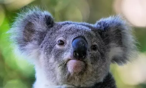 Australia Approves World-First Vaccine to Save Koalas From Chlamydia
