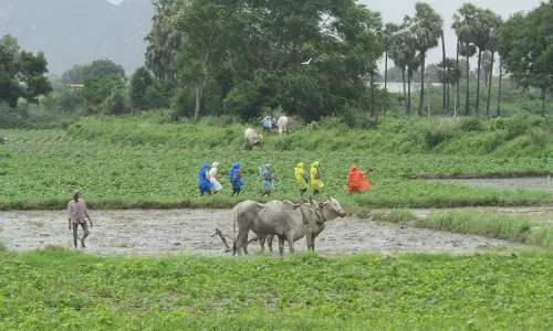 Farmers To Turn Villages Into Seed Hubs