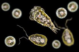 Acanthamoeba Infection Confirmed in Kerala Teen