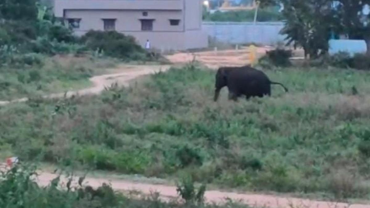 Pawan Kalyan Directs Medical Care for Injured Forest Staff After Elephant Attack