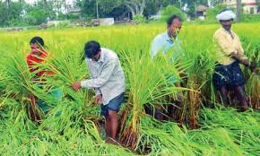 Farmers Accuse APCRDA of Coercion, Report to ADB and WB
