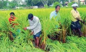 Non-LPS Farmers Allege Coercion By APCRDA In Amaravati