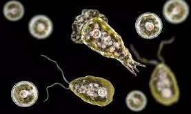 Brain-Eating Amoeba Kerala Revises Death Toll, Confirmed Cases
