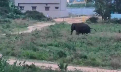 Pawan Kalyan Orders Top Medical Care For Forest Staff Attacked By Elephant