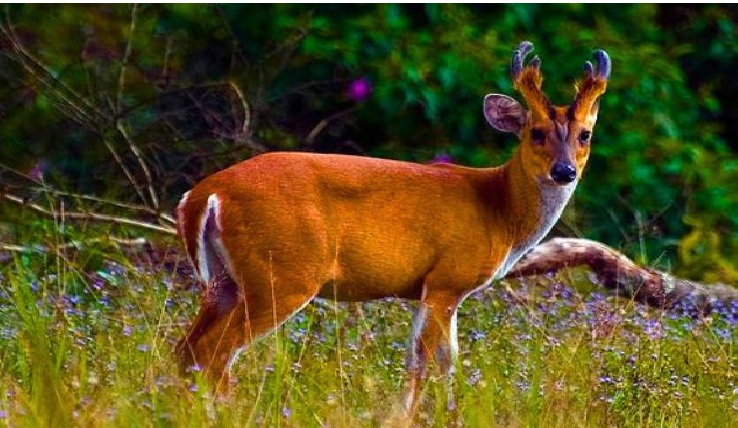 Barking Deer Rescued in Odisha; Poaching Suspected
