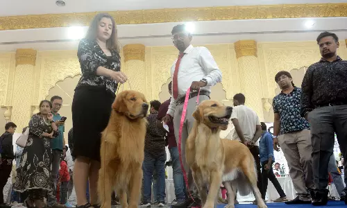 Vizag Hosts Grand Canine Show With 300 Dogs, 43 Breeds Vizag Hosts Grand Canine Show With 300 Dogs, 43 Breeds