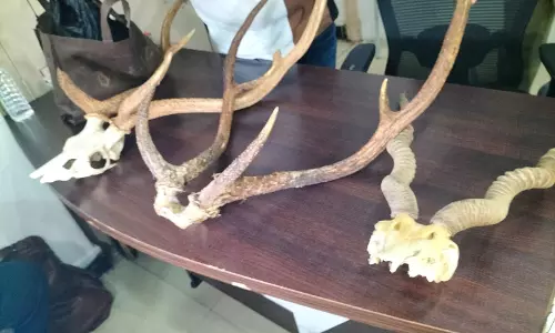 Doctor, Realtor Arrested With Deer Meat in Hyderabad