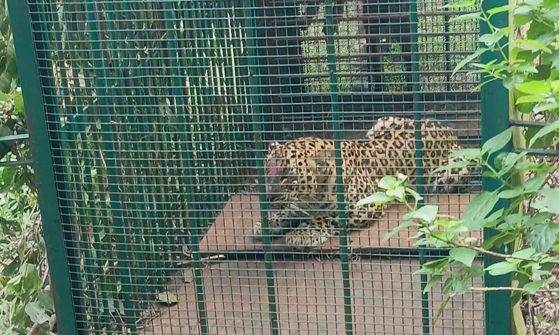 Leopard On Prowl Caught After Three Months