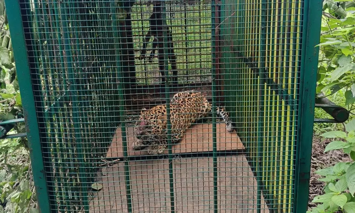 Leopard On Prowl Caught After Three Months