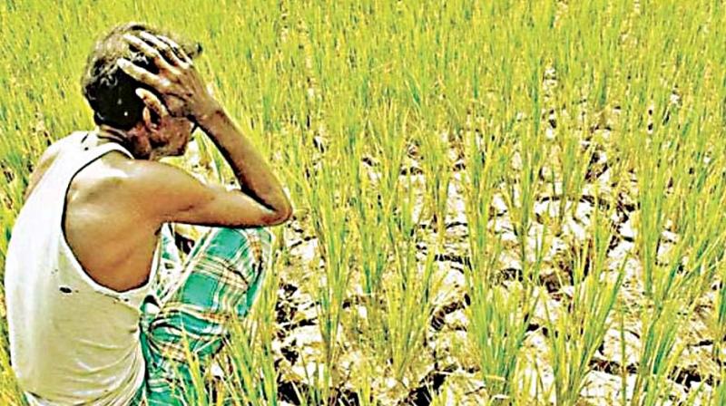 Farmer Dies from Electrocution in Field