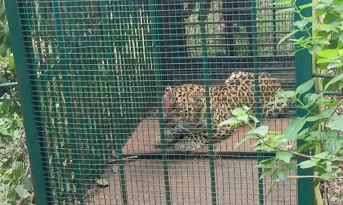 Leopard On Prowl Caught After Three Months