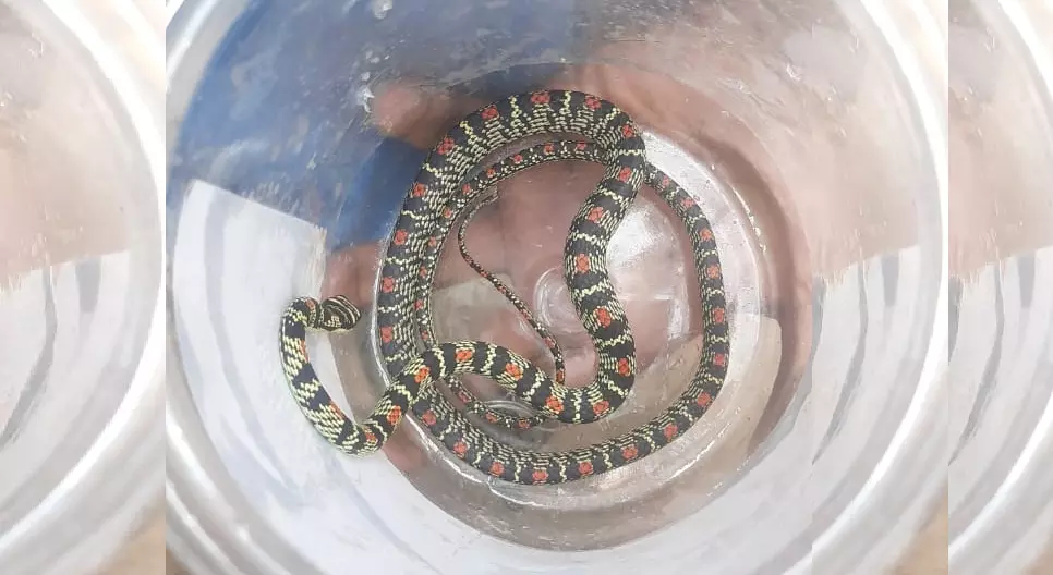 Odisha: Rare Flying Snake Rescued from Koraput