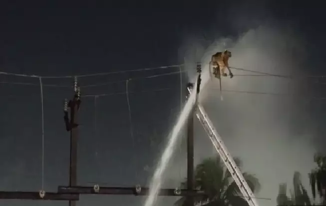 Monkey Stranded On Electric Pole In Cuttack, Rescued After 3 hours