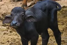 9 Buffaloes Die Of B. Coli, Leech Disease In East Godavari
