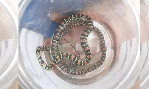 Odisha: Rare Flying Snake Rescued from Koraput Odisha: Rare Flying Snake Rescued from Koraput