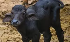 9 Buffaloes Die Of B. Coli, Leech Disease In East Godavari