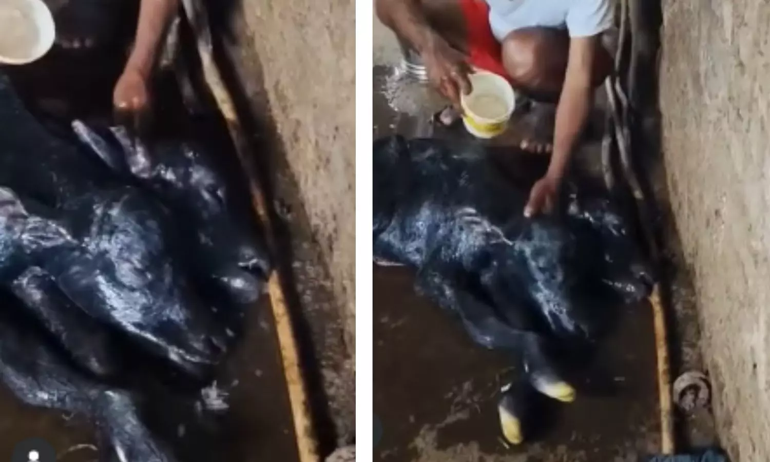 Rare Two-Headed Buffalo Calf Born in Kolhapur’s Banage Village