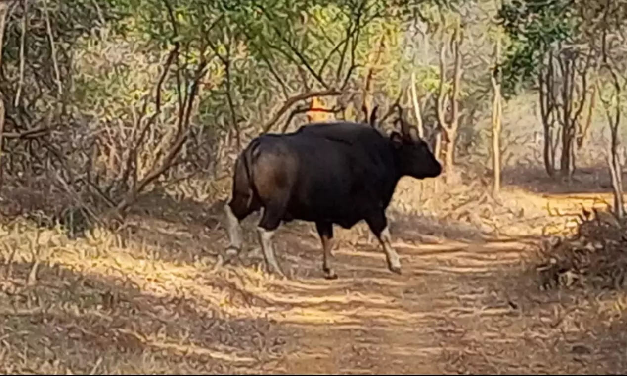 Amrabad Tigers May Soon Have Indian Gaurs For Company