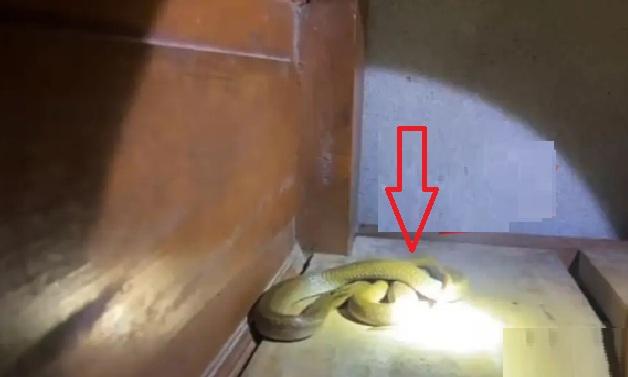 Cobra Found Under Pillow in Baripada, Family Panics