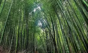 Northeast Bamboo Conclave 2025 Sets Strategic Agenda For A Sustainable Bamboo Economy In Region