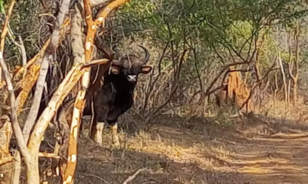 Amrabad Tigers May Soon Have Indian Gaurs For Company