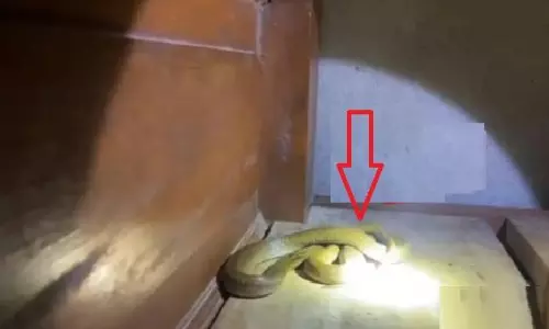 Cobra Hiding Under Pillow Sends Baripada Family Into Panic