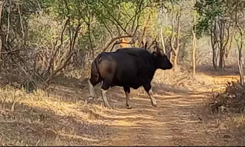 Amrabad Tigers May Soon Have Indian Gaurs For Company