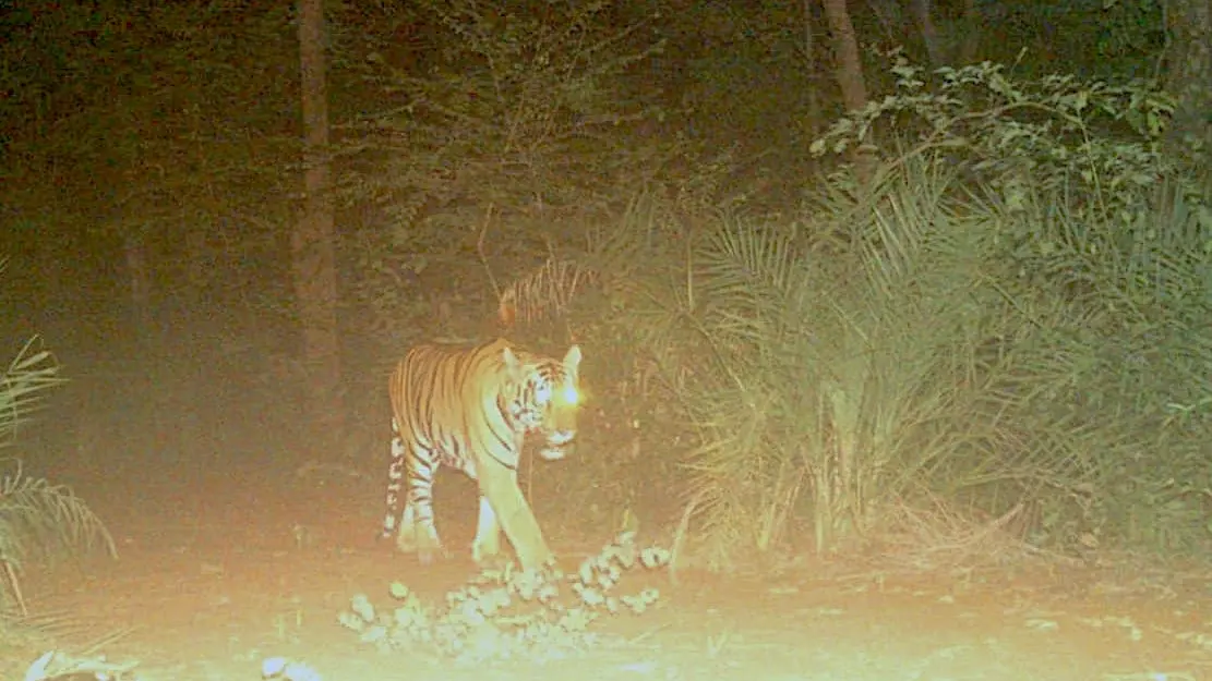 With a Taste for Wild Boar, Young Tiger in Mulugu Goes the Obelix Way