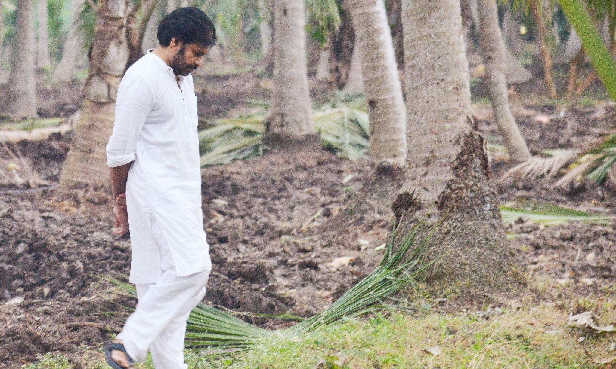 Deputy CM Pawan Kalyan to Inspect Damaged Coconut Plantations