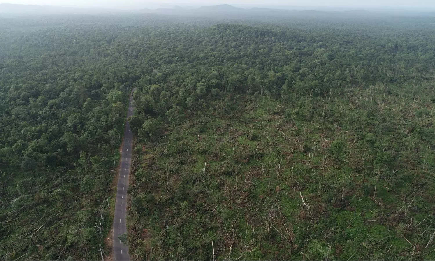 A Year After Overland Cyclones Destruction, Trees In Mulugu Forest Fighting Back