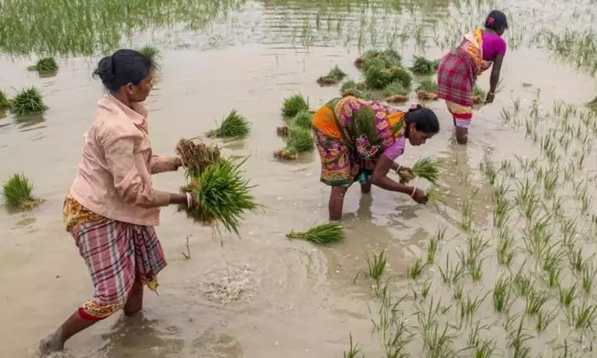 AP Launches SMS-Based Advisory to Aid Farmers