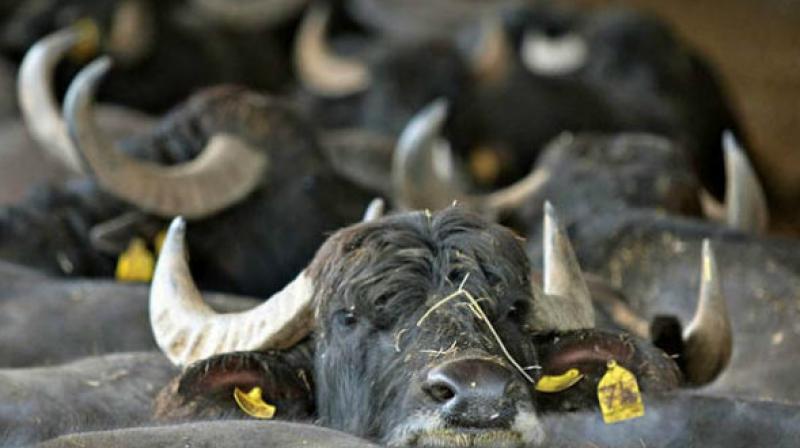Disease Outbreak Among Buffaloes in East Godavari Controlled