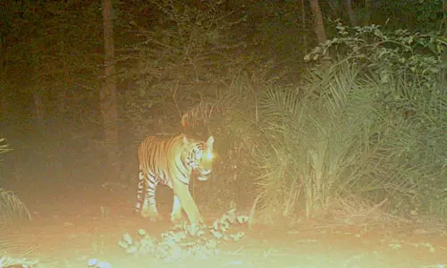 With a Taste for Wild Boar, Young Tiger in Mulugu Goes the Obelix Way With a Taste for Wild Boar, Young Tiger in Mulugu Goes the Obelix Way