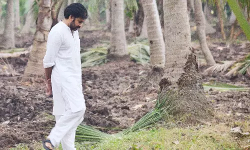 Deputy CM Pawan Kalyan to Inspect Damaged Coconut Plantations in Konaseema