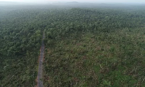 A Year After Overland Cyclones Destruction, Trees In Mulugu Forest Fighting Back