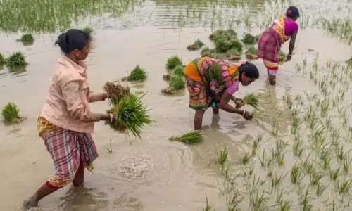 AP Launches SMS-Based Advisory to Aid Farmers