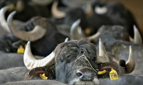 Outbreak of Diseases Among Buffaloes in East Godavari Village Controlled