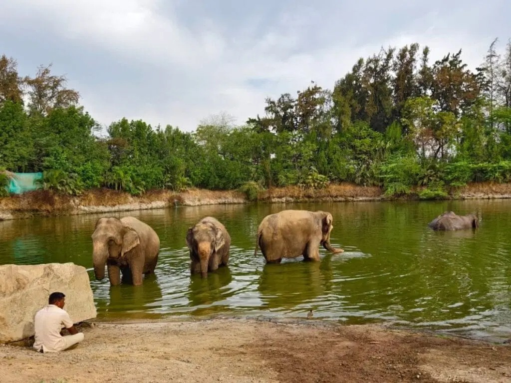 Animals: Lessons in Empathy, Resilience, and Care