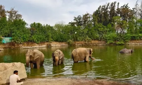 What Animals Teach Us About Empathy and Resilience?