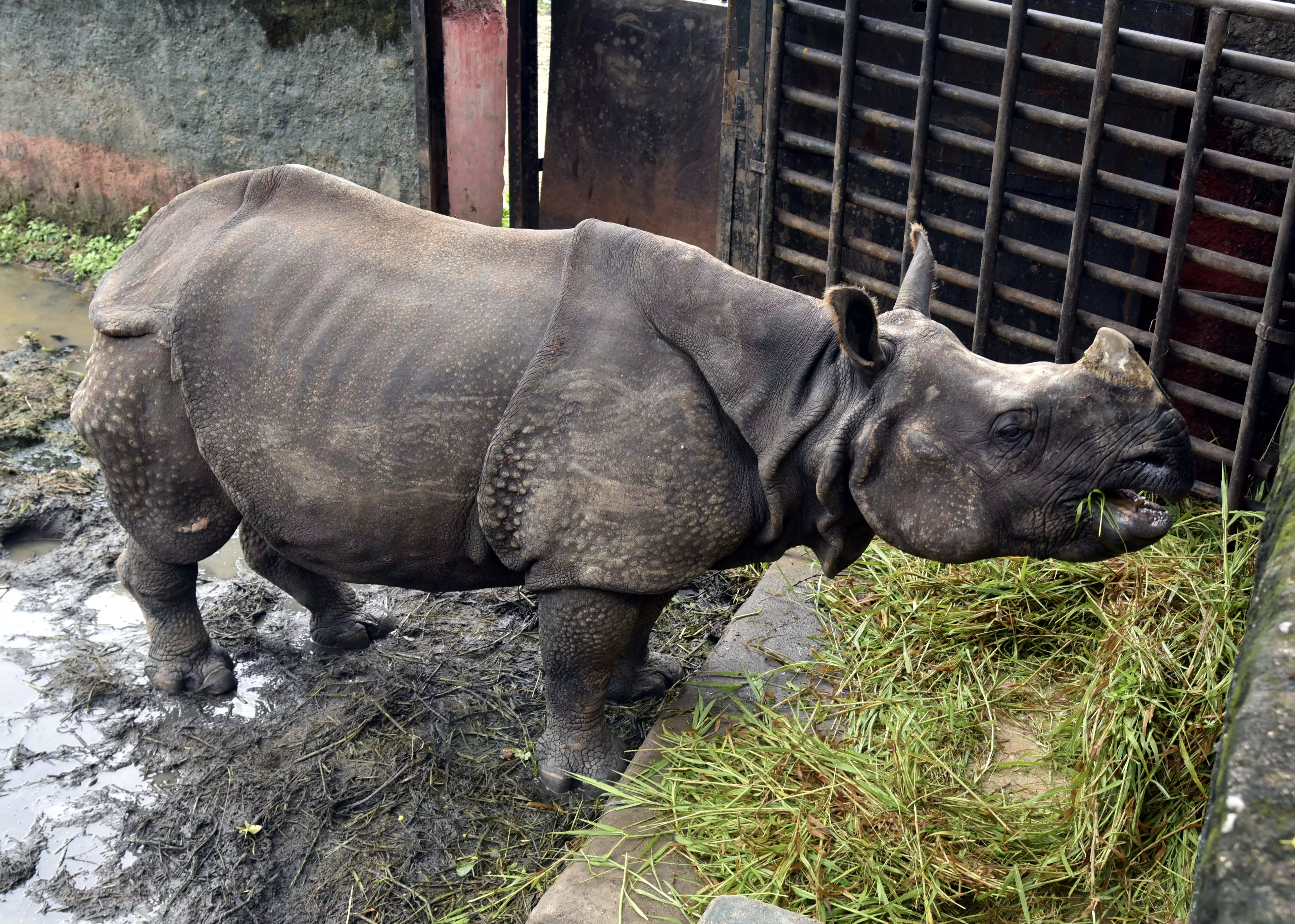 Zoo Plans Breeding Rhinos After Success With Dholes, Wolves