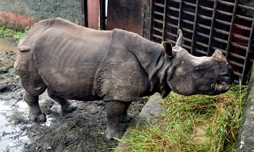 Zoo Plans Breeding Rhinos After Success With Dholes, Wolves
