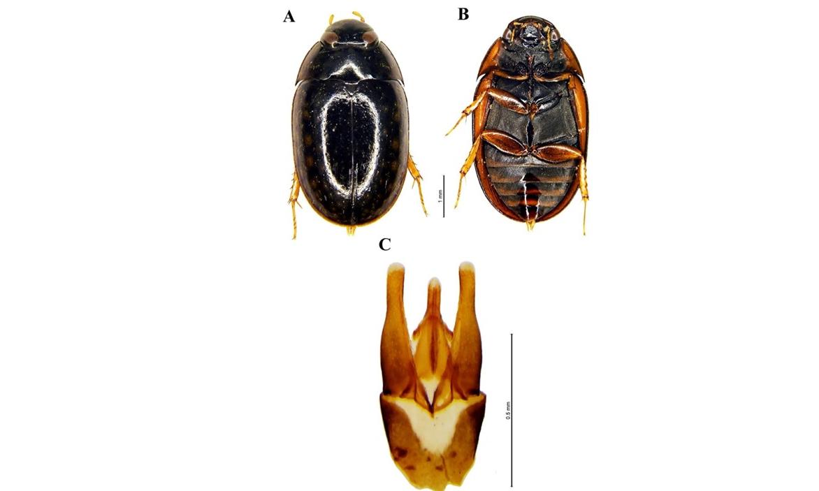 Rare Beetle Species Discovered in Eastern Ghats
