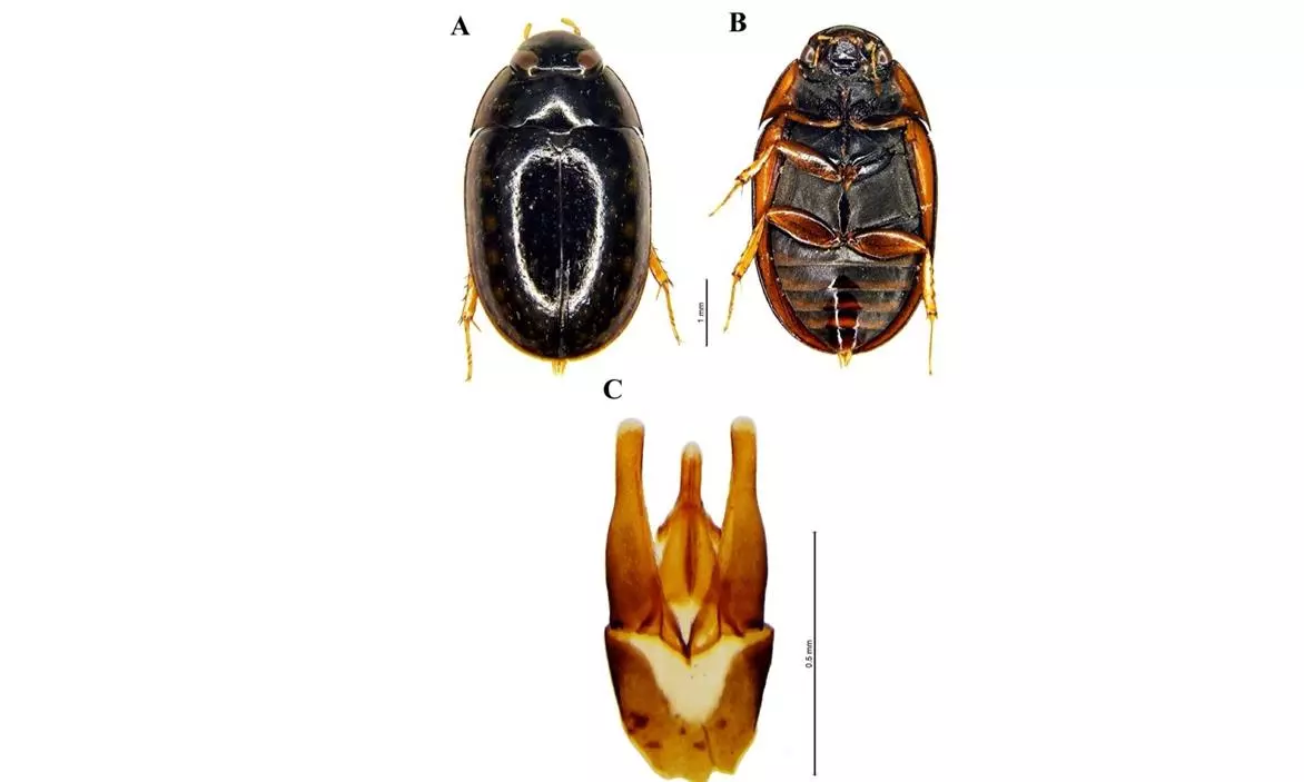 Rare Semi-Aquatic Beetle Found in Eastern Ghats